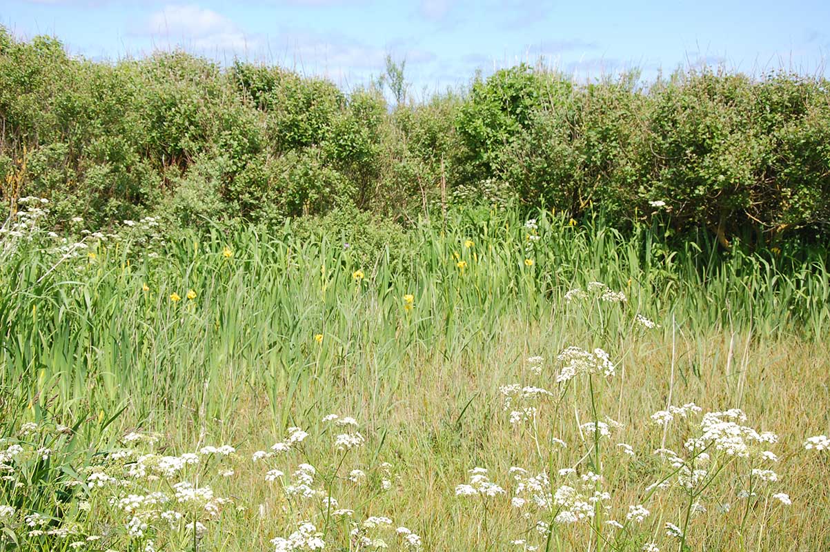 Wild pond in the grounds
