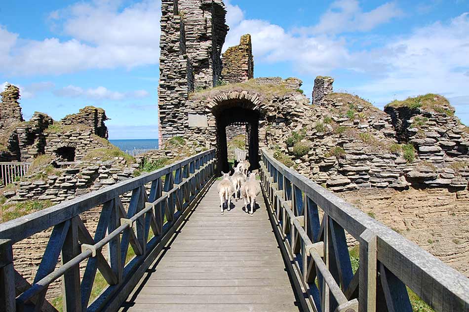 Sheep at Castle Sinclair Girnigoe