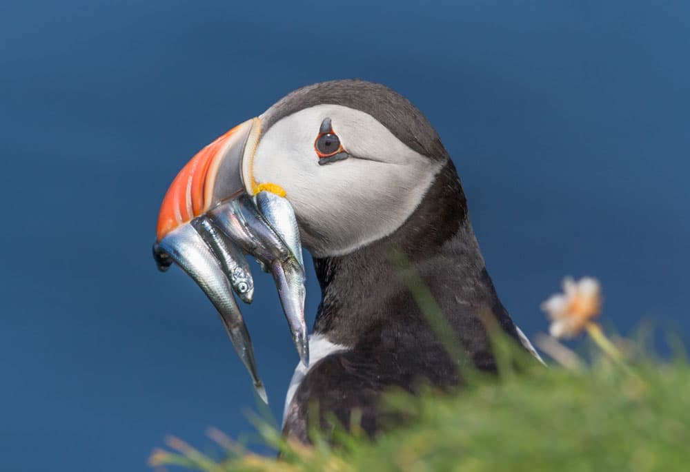 Birdwatching