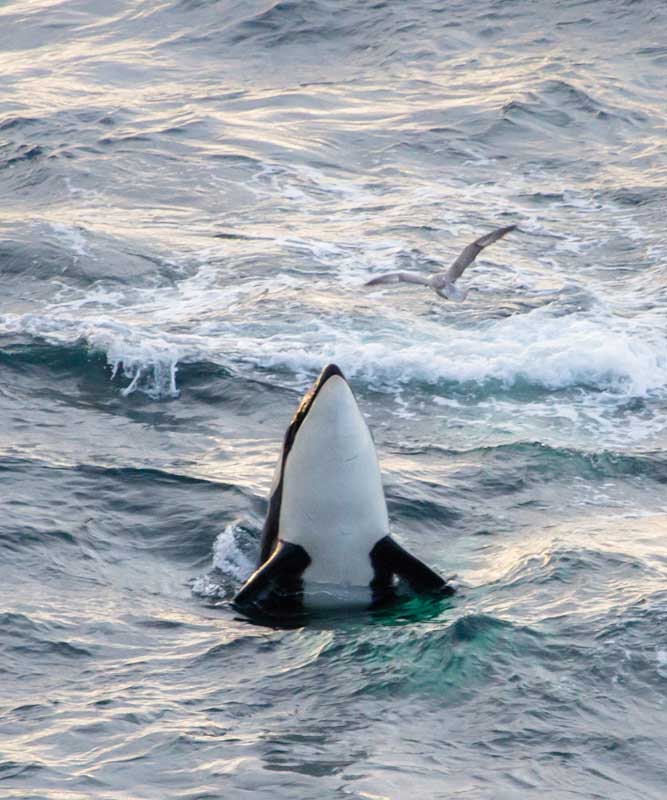 Seawatching & Wildlife